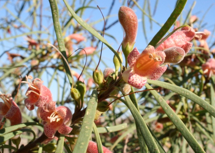 Australian Desert Plants Scrophulariaceae
